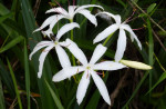 Swamp Lily